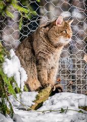 Immer auf der Hut - Tiere150