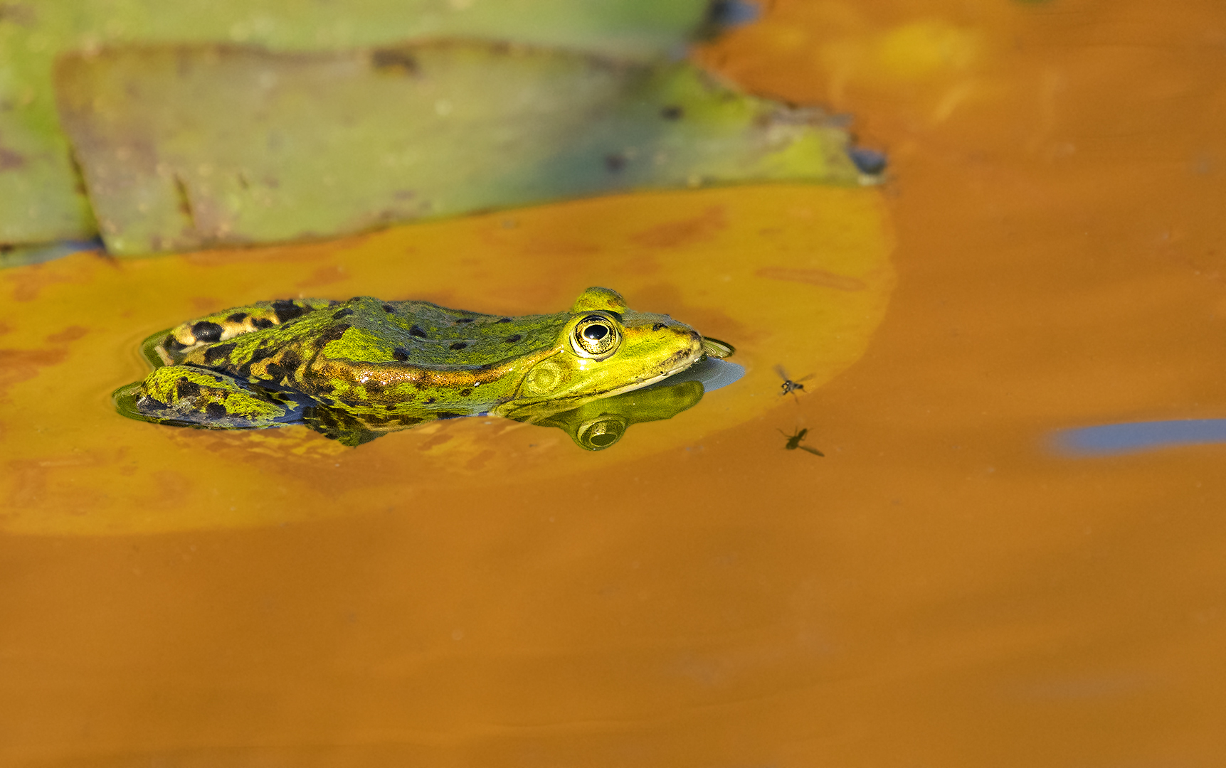 Immer auf der Lauer