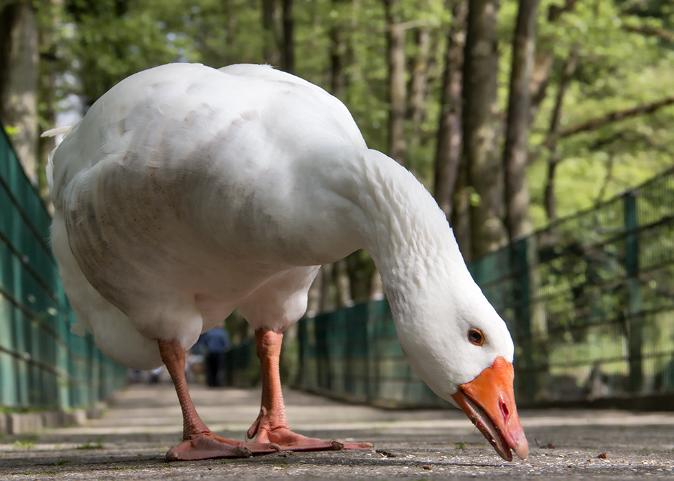 Immer auf der Suche nach Leckerchen