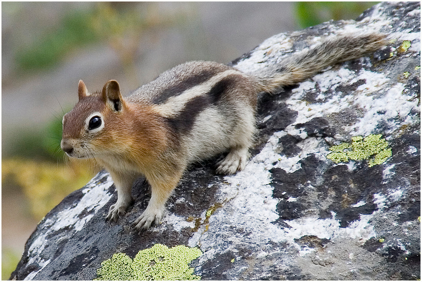 Immer auf der Suche nach Touris mit Picknick