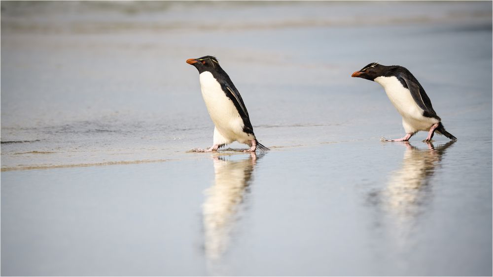 "Immer bist Du der Bestimmer" Foto & Bild | tiere, wildlife, wild