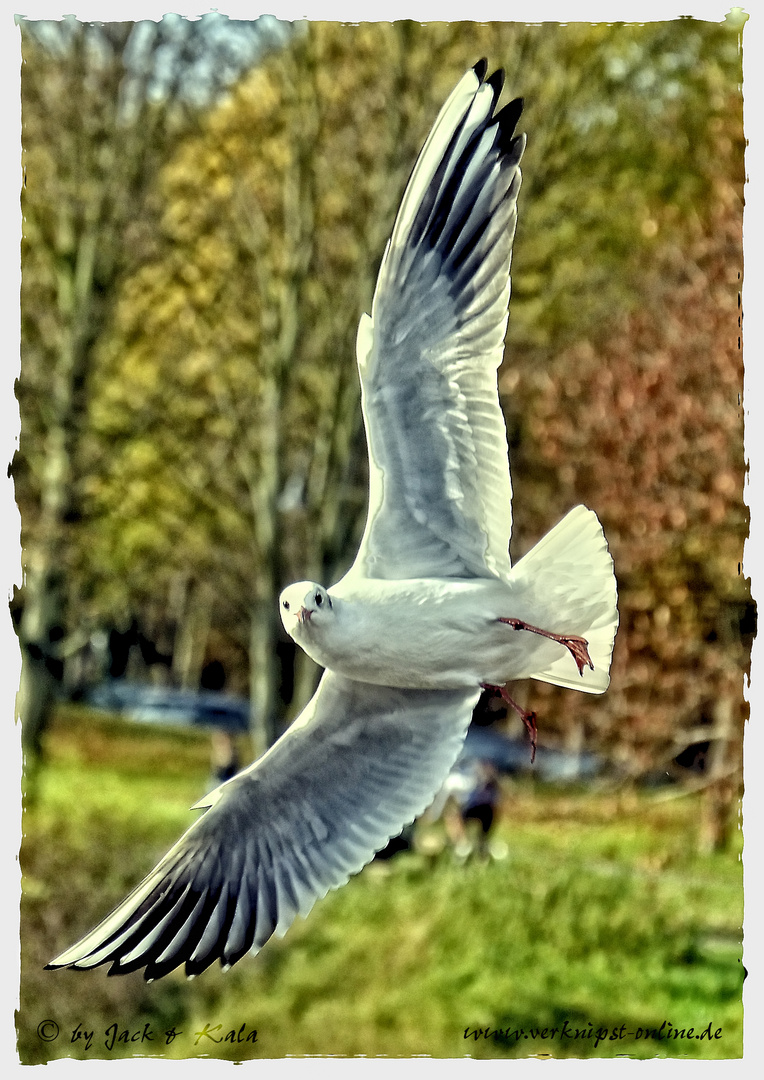 Immer Blickkontakt zum Fotografen halten...