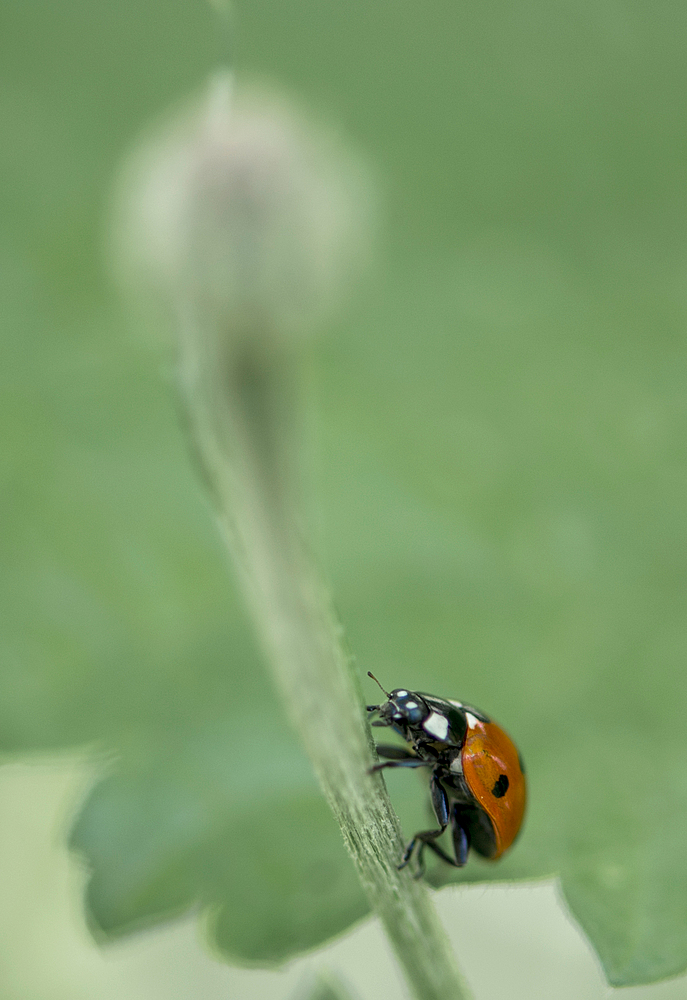 Immer das Ziel im Auge......