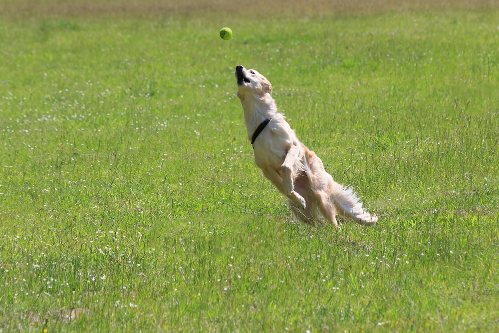 Immer dem Ball hinterher