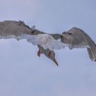 immer dem Sturm entgegen 