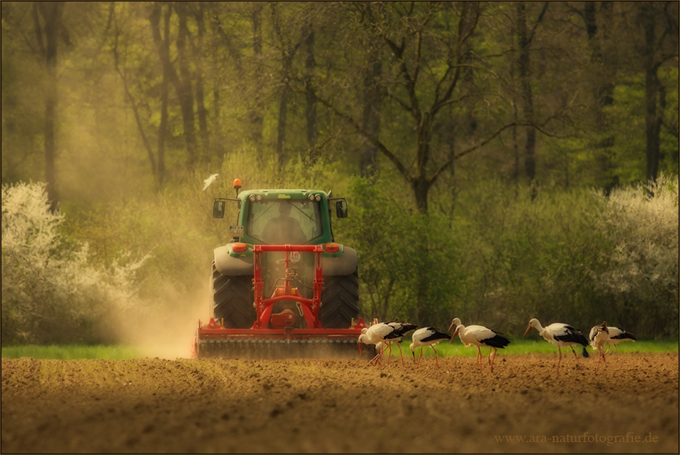 Immer dem Traktor nach .....