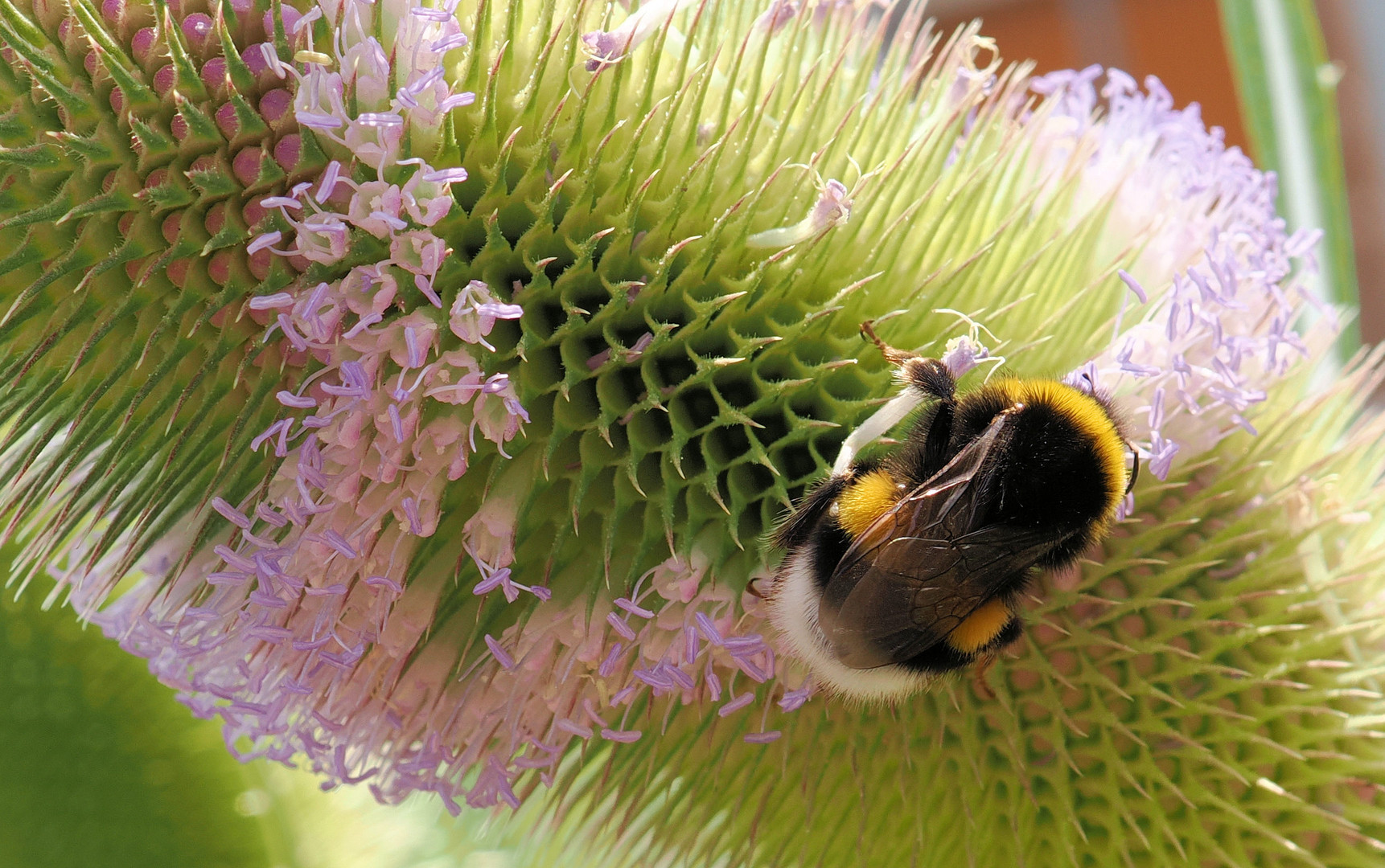 Immer den Blüten hinterher …