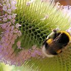 Immer den Blüten hinterher …