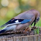 Immer der Ärger mit den Delikatessen