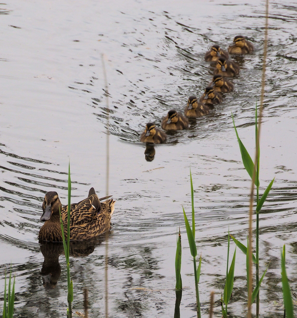 Immer der Mama hinterher…