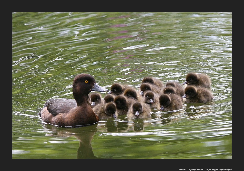 Immer der Mama nach