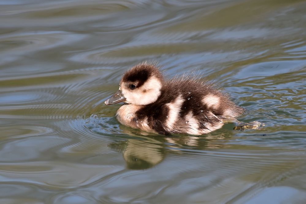 Immer der Mama nach