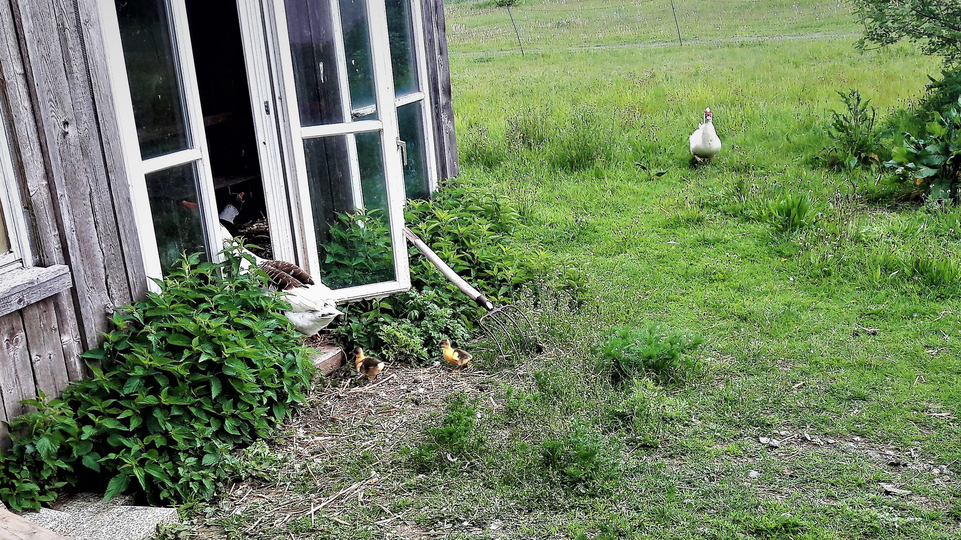 Immer der Mama und dem Papa  hinterher - in den Stall