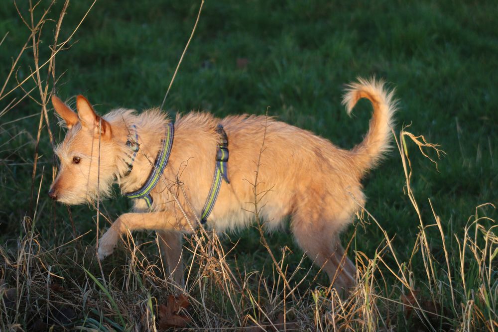 Immer der Nase nach ! Foto & Bild hunde, natur, tiere Bilder auf