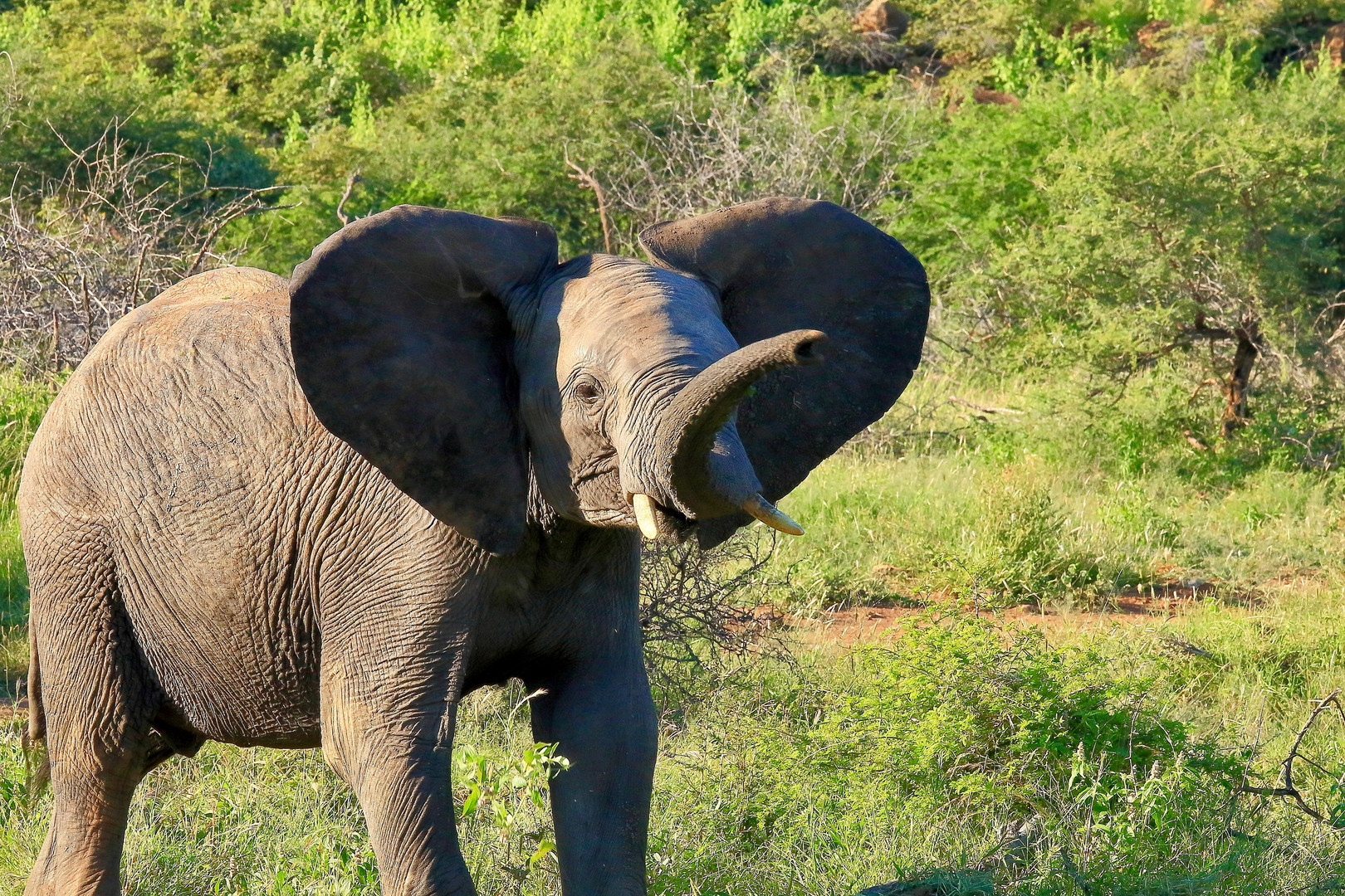 Immer Der Nase Nach Ja Wie Denn Foto Bild Klein Elefant Animals Bilder Auf Fotocommunity