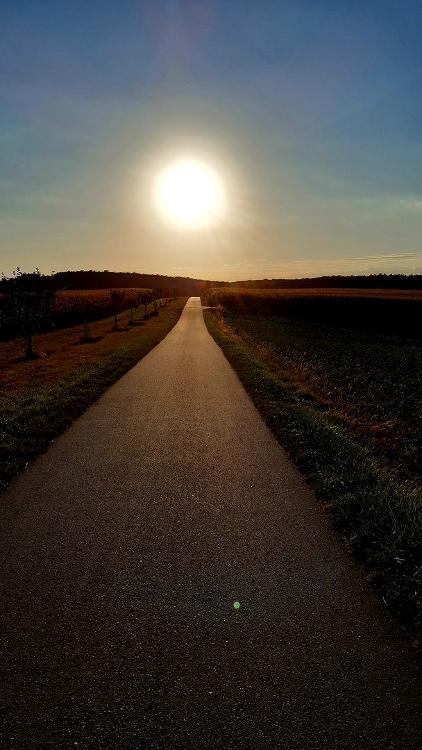 Immer der sonne Entgegen