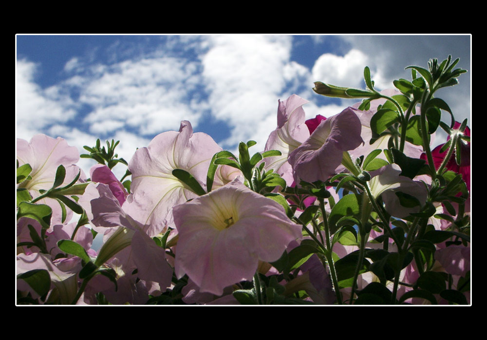 ~immer der sonne entgegen~