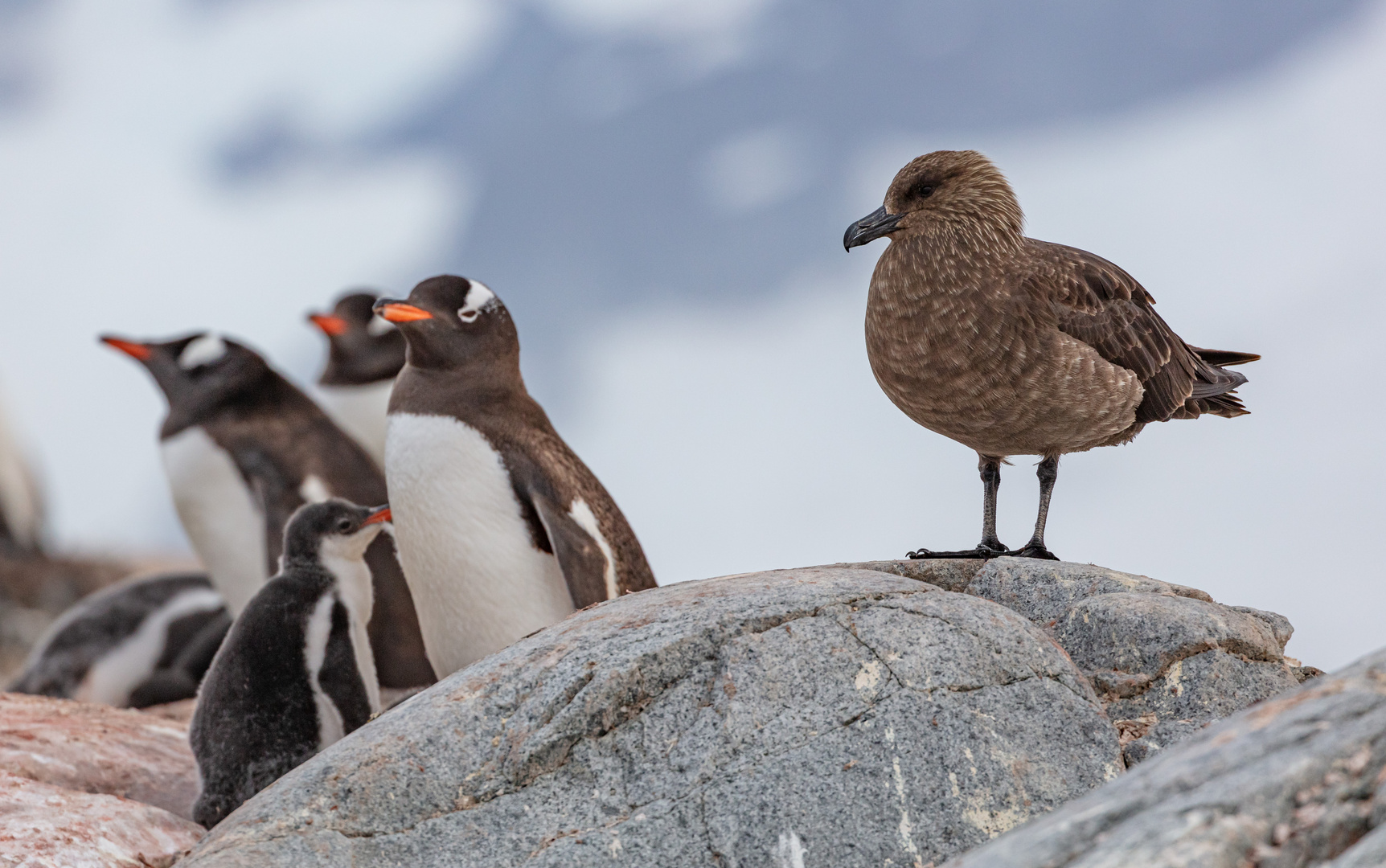 Immer die Skua im Auge behalten.....