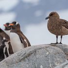 Immer die Skua im Auge behalten.....