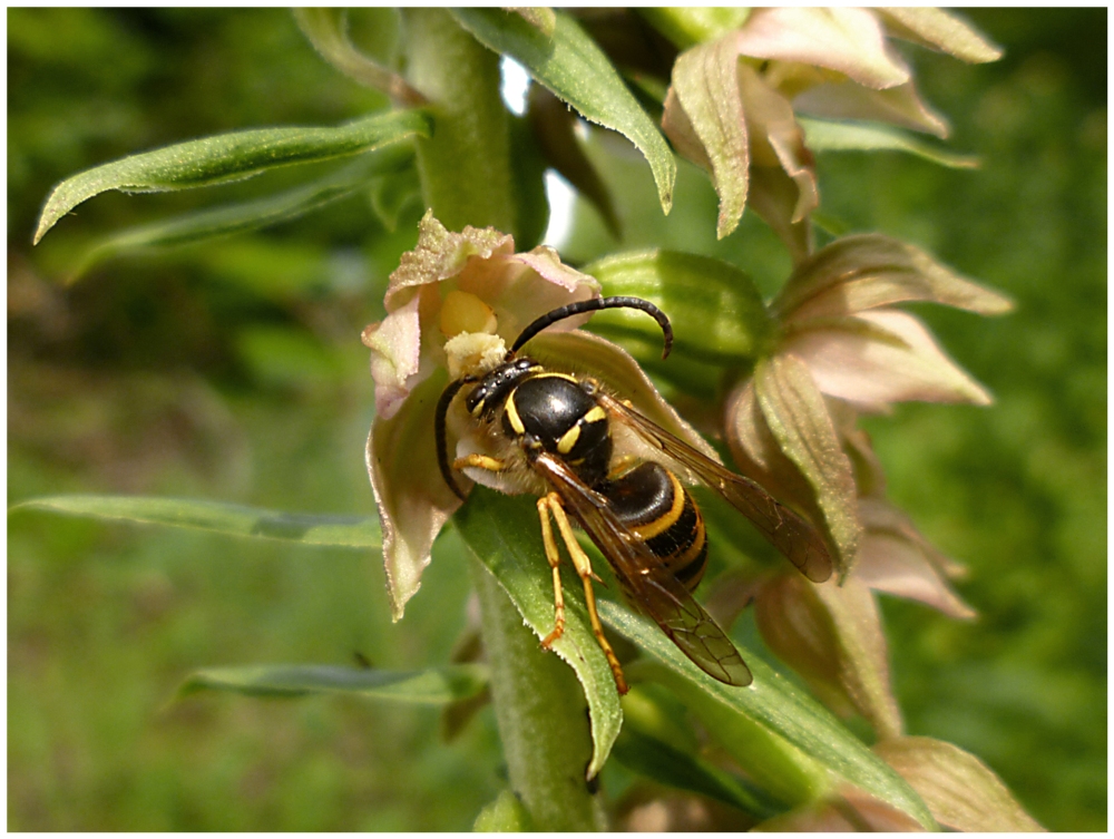 Immer diese klebrigen Pollinien...