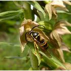 Immer diese klebrigen Pollinien...