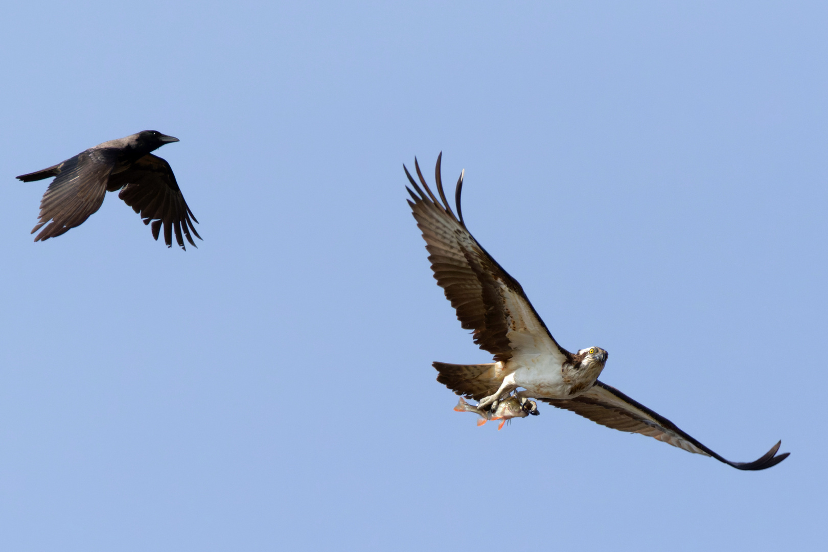 Immer diese Neider... Fischadler (Pandion haliaetus) mit Beute 