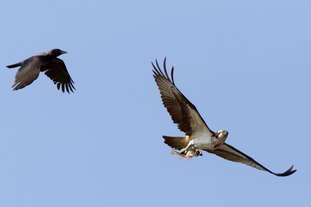 Immer diese Neider... Fischadler (Pandion haliaetus) mit Beute 