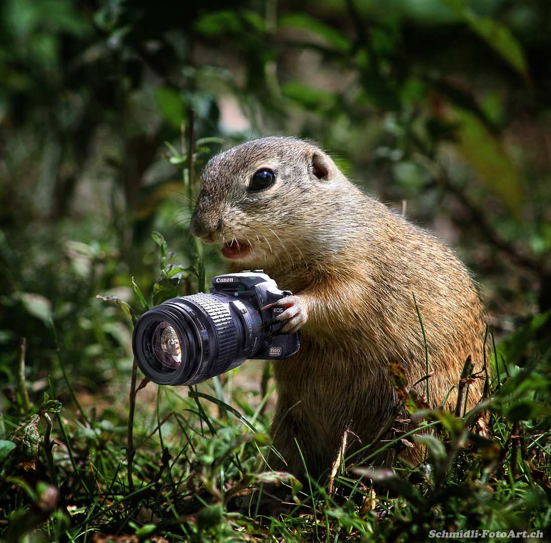 Immer diese nervigen Paparazzi mit ihren Kameras!