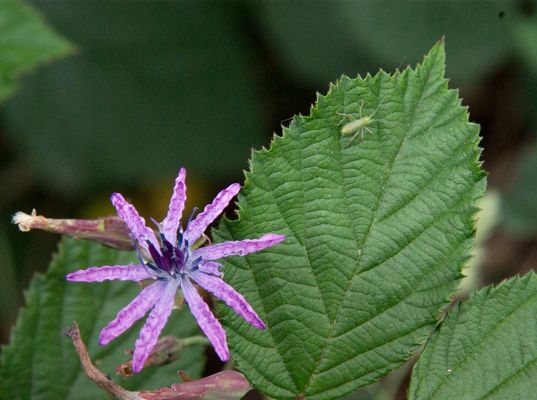 Immer diese Papparazzi