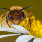 Immer diese Pollen! Gott sei Dank bin ich nicht allergisch.