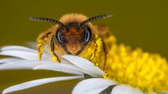 Immer diese Pollen! Gott sei Dank bin ich nicht allergisch.