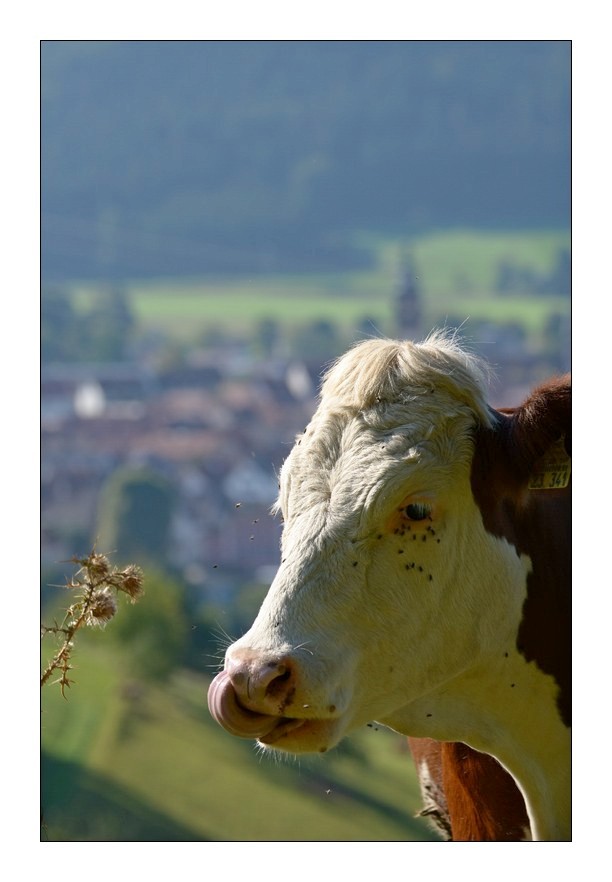 Immer diese Sch.... Mücken!!