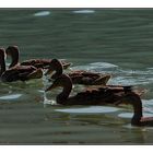 immer diese Schliersee Fotos...