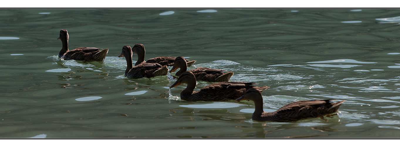 immer diese Schliersee Fotos...