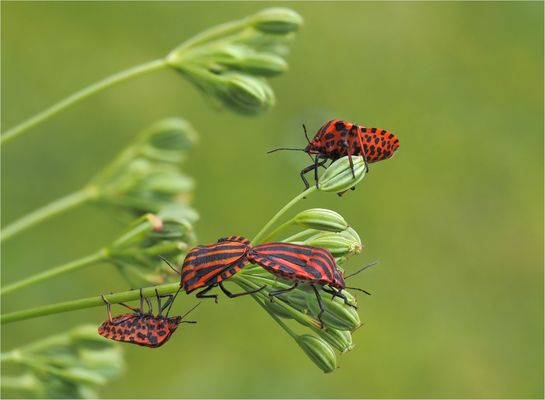 Immer diese Spanner.....