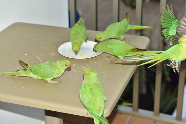 Immer diese Spatzen.....hi...hi...