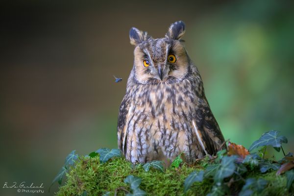 Immer diese Tiefflieger