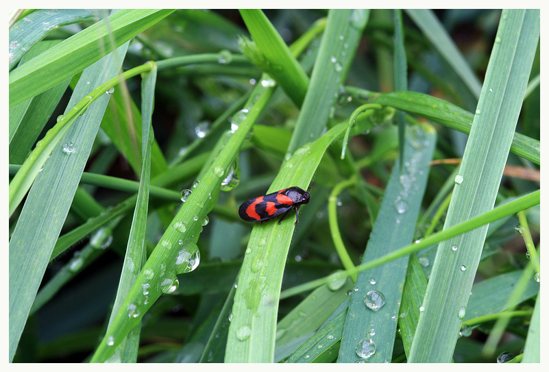 Immer dieser Regen :-((