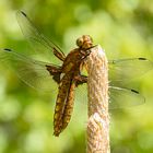 Immer ein gewaltiger Anblick: Plattbauch