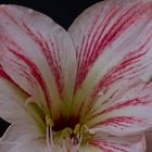 Immer ein Makro wert ? " Der Amaryllis "