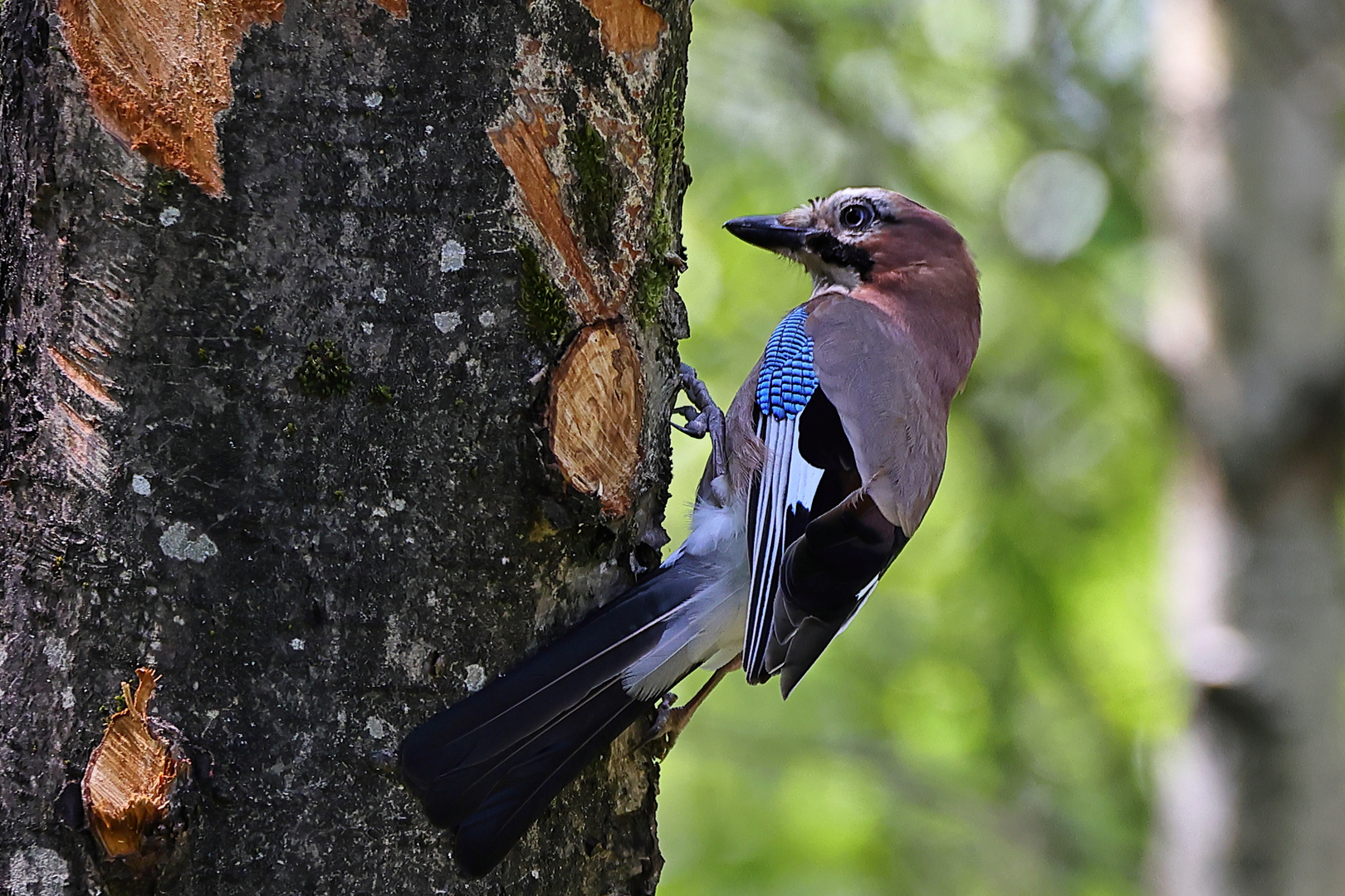 Immer ein schöner Vogel, der Eichelhäher