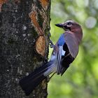 Immer ein schöner Vogel, der Eichelhäher