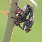 Immer einen leichten Hang fürs Grobe