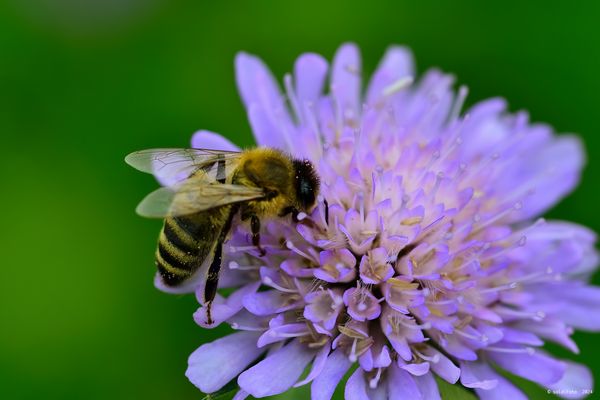 ......immer fleißig........