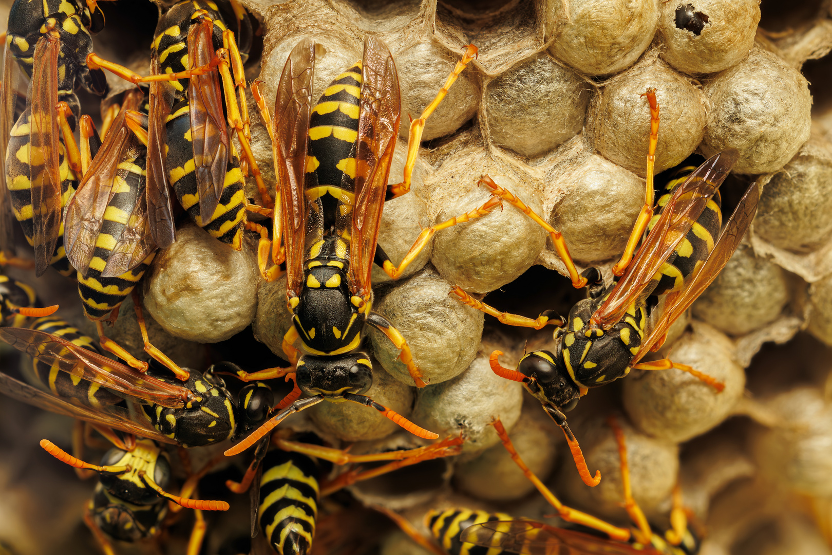 immer fleißig am Schaffen sind die Feldwespen