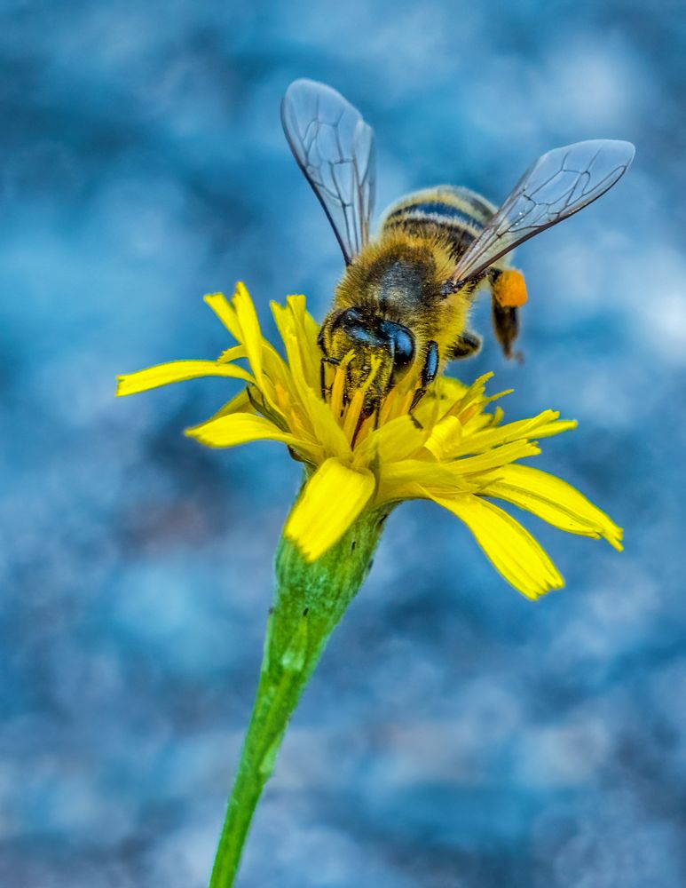 "IMMER FLEISSIG" - die Bienchen