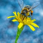 "IMMER FLEISSIG" - die Bienchen