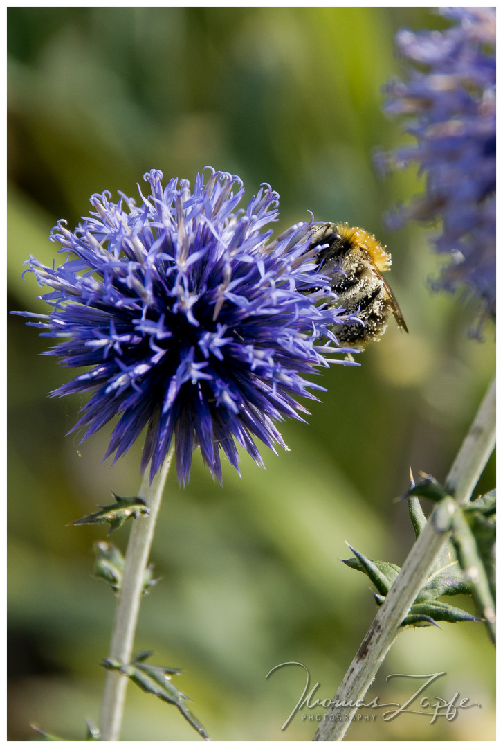 immer fleißig im Garten