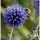 immer fleißig im Garten