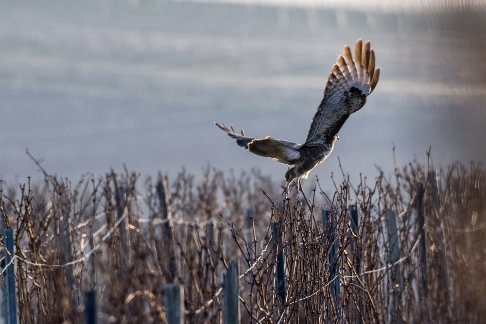 immer fliegen sie mir davon 13.02. 2022 III